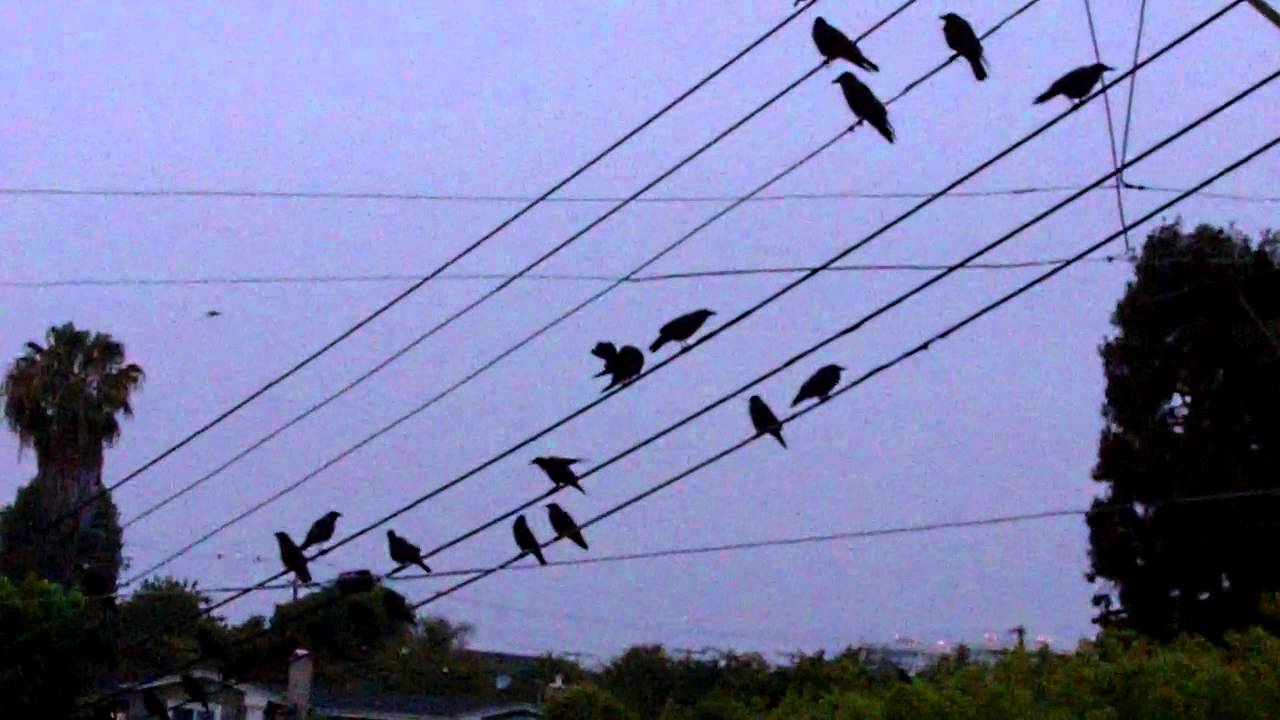 Crows in a Frenzy Cawing at 5:45 AM