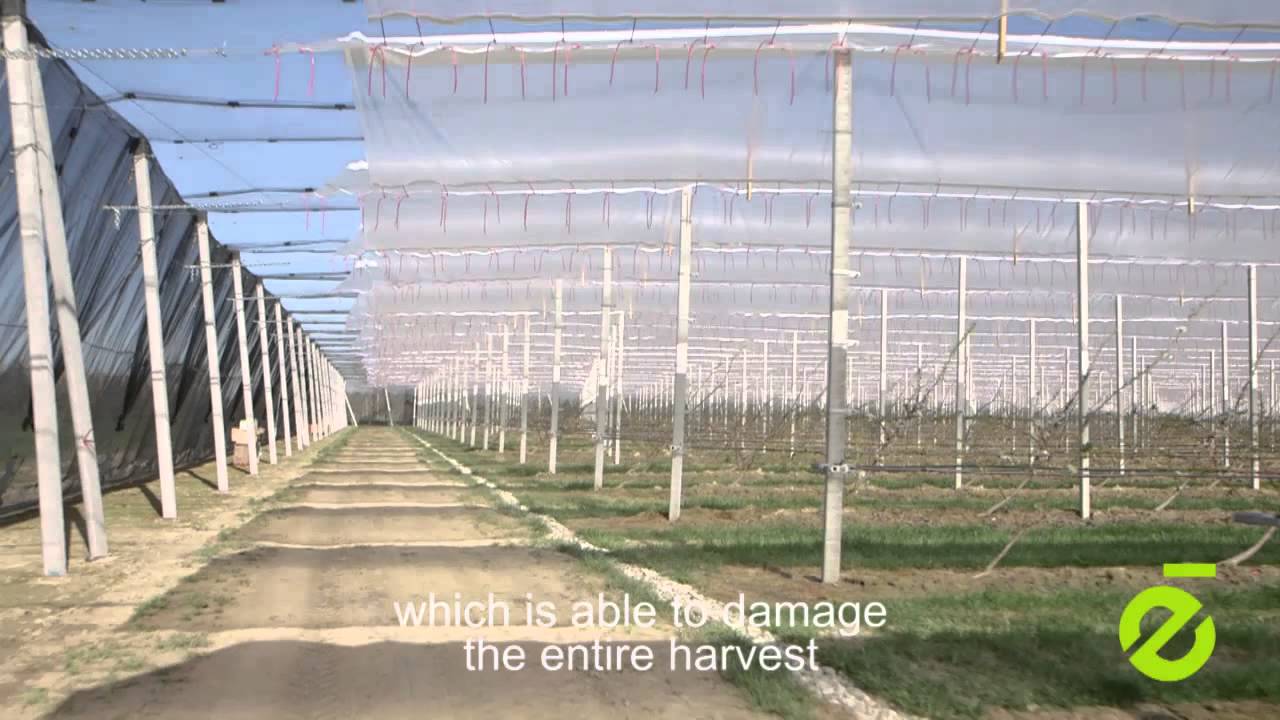 Gruber Genetti Orchards in Italy
