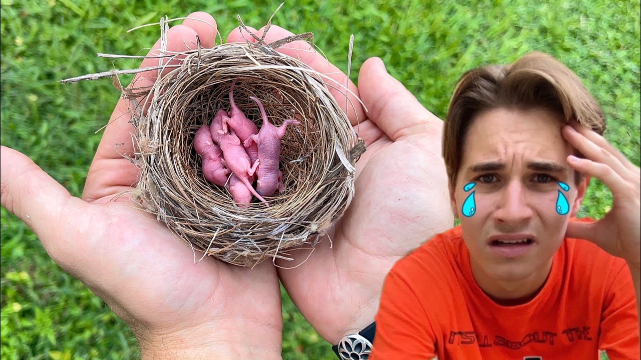 BABY MICE FOUND ABANDONED BY MOTHER ! WILL THEY MAKE IT ?!