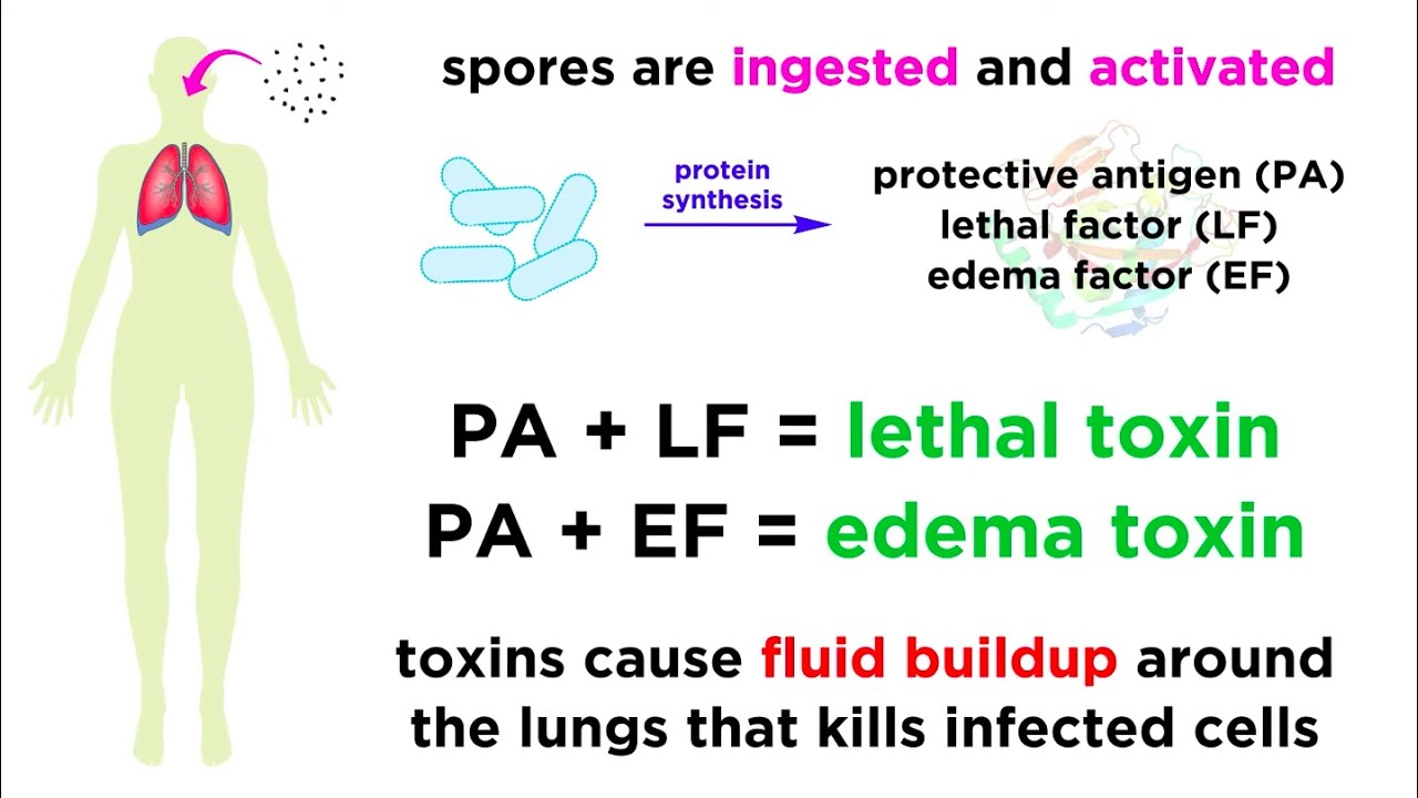 Anthrax: Bacillus anthracis