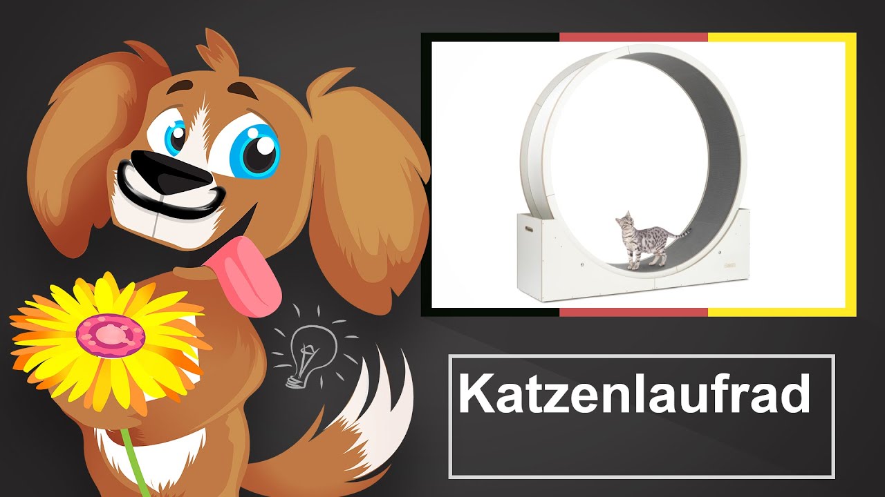 🐶 Katzenlaufrad – Empfehlungen und Kauftipps