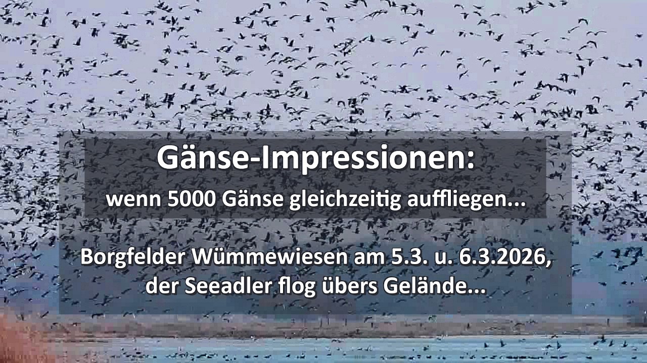 Anfang März 2026: Impressionen von Abertausenden hochfliegender Gänse in den Borgfelder Wümmewiesen
