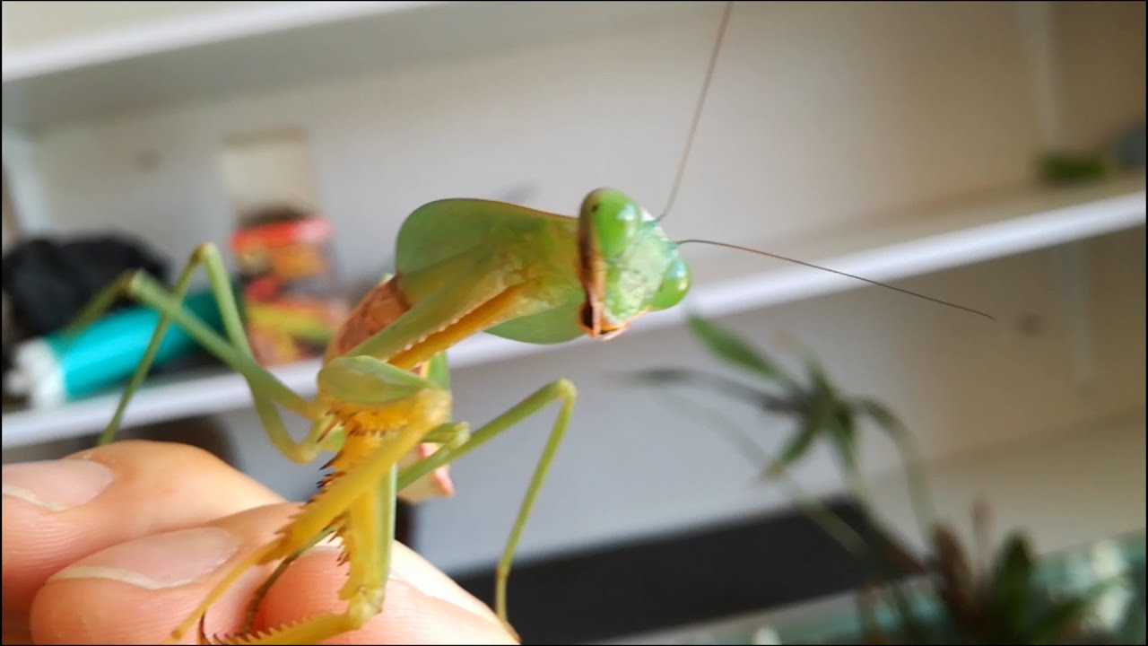 Impresionante criadero de mantis  (Mario Blogs)