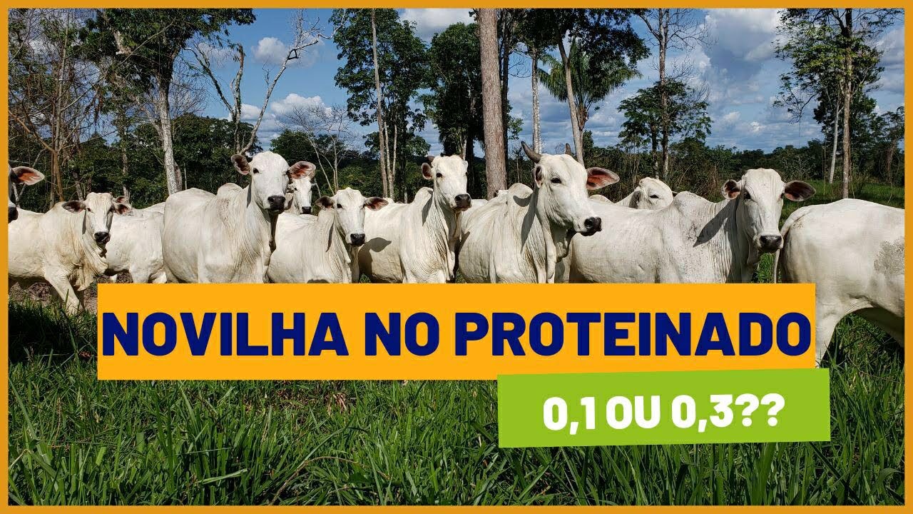 É melhor terminar NOVILHAS com PROTEINADO 01 ou 03?