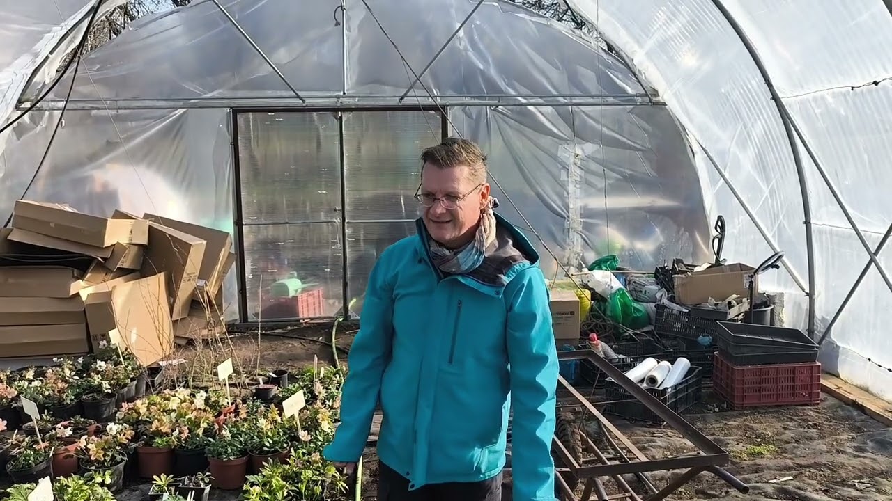 #Helleborus #hunyor 