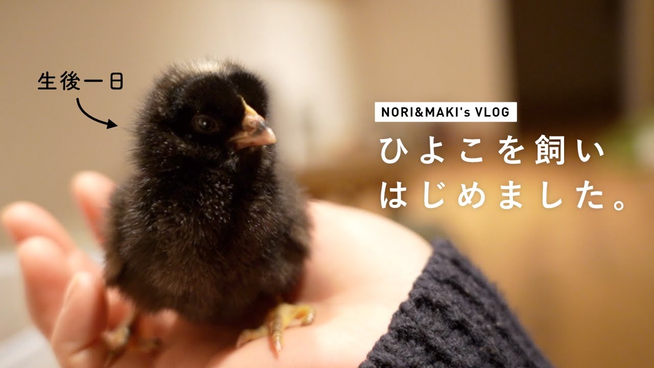 ひよこを飼いはじめました。　〜生後１日の岡崎おうはんの様子〜