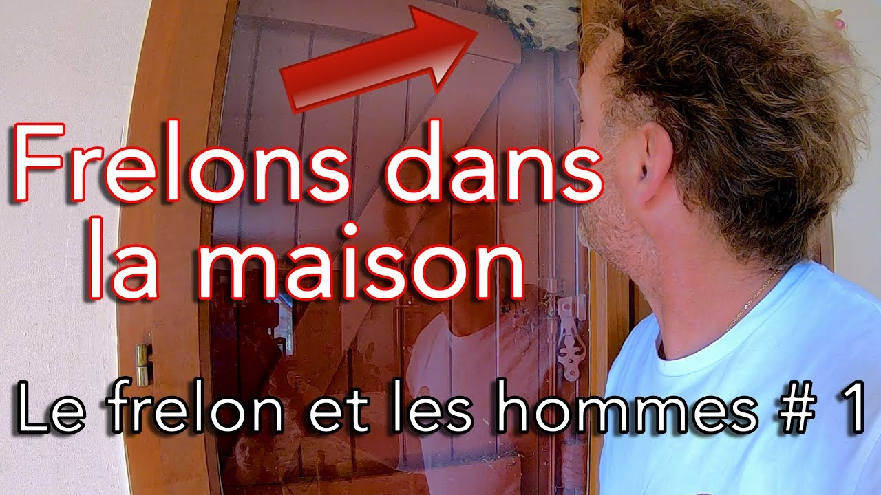 Frelons asiatique dans la maison - Le frelon et les hommes # 1