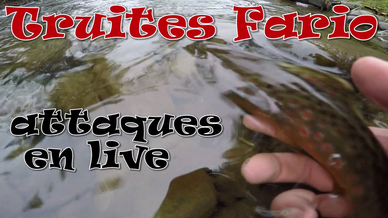 PECHE DE LA TRUITE FARIO EN RIVIERE BELGE