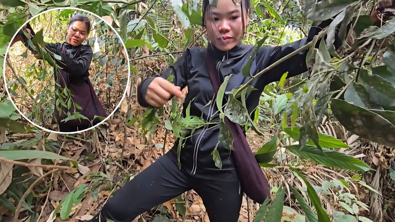 เก็บผักหวานป่าหาอาหารธรรมชาติ ເກັບຜັກຫວານປ່າຫາອາຫານທຳມະຊາດ bn saolao 