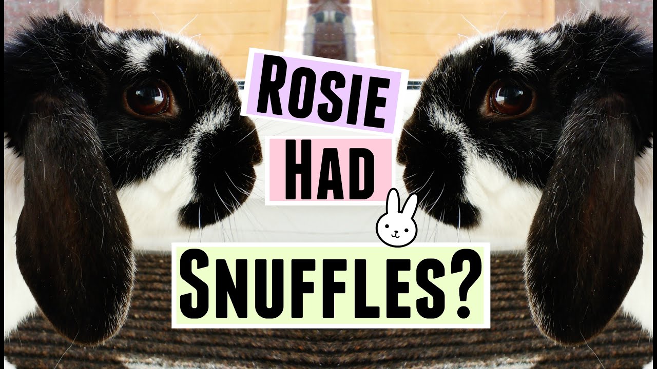 Rosie Had Snuffles? STORYTIME | RosieBunneh