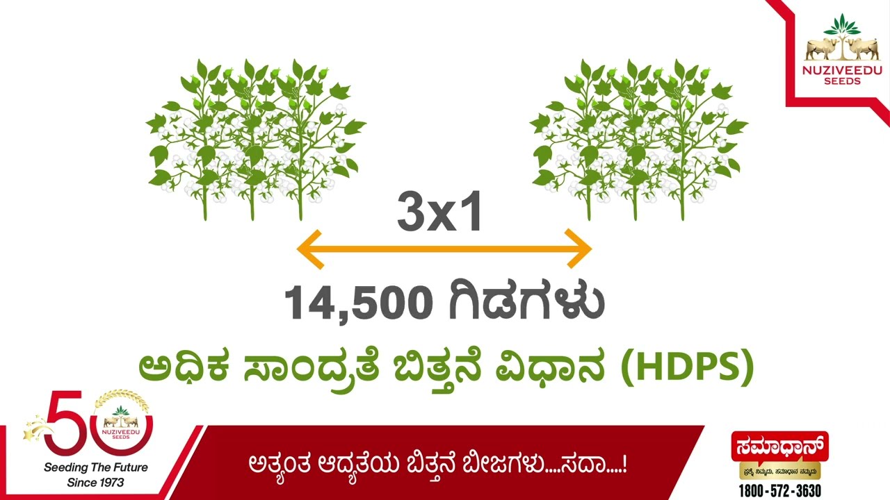 ಹತ್ತಿ ಕೃಷಿಯಲ್ಲಿ ಕ್ರಾಂತಿ! ತಂತ್ರಜ್ಞಾನದಿಂದ ಹೆಚ್ಚು ಲಾಭ ಮತ್ತು ಉತ್ತಮ ಉತ್ಪಾದನೆ | HDPS | Nuziveedu Seeds