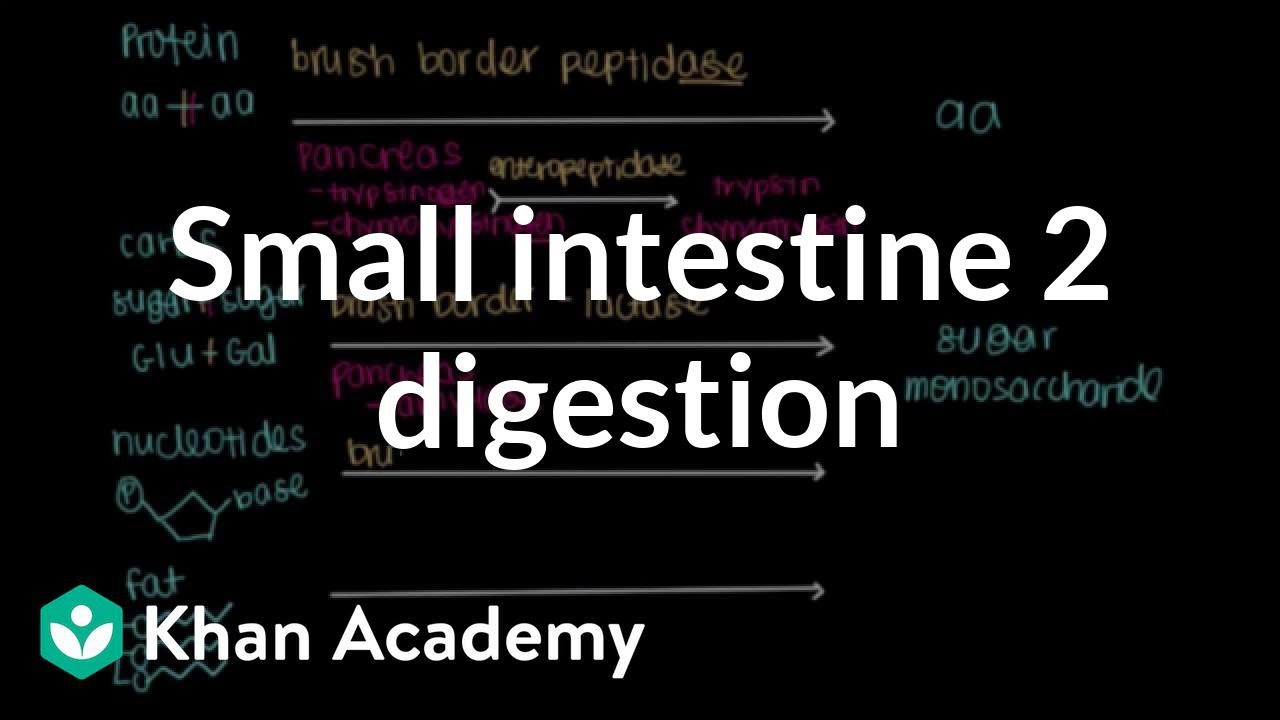 Small intestine 2: Digestion | Gastrointestinal system physiology | NCLEX-RN | Khan Academy