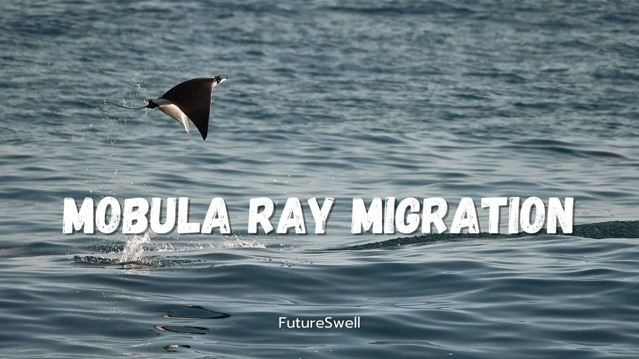 MARINE BIOLOGISTS VISIT THE MOBULA RAY MIGRATION | manta ray, baja, sea of cortez