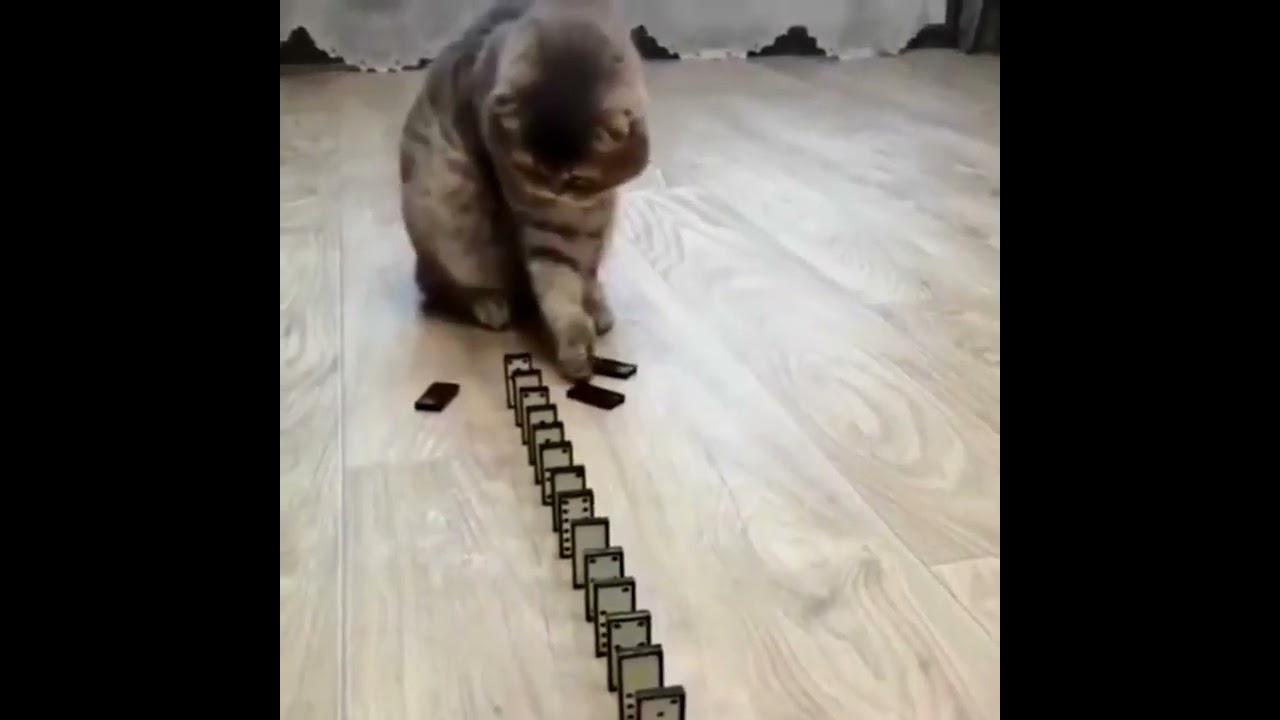 Domino Cat! Cute Cats!! Funny Cats #Shorts