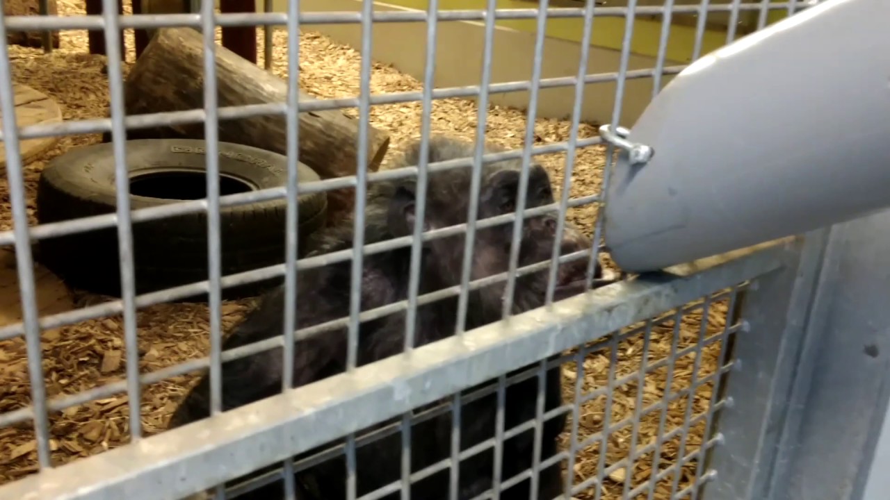 De chimps krijgen hun vitaminen en medicatie - Stichting AAP