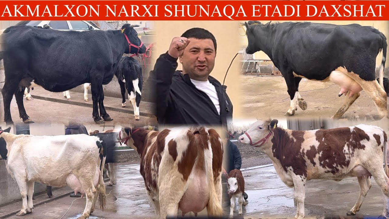 AKMALXON😳F✊24.MIL DEVORDIMI SHU SGIRNI ROSA ARZON CH💥🚘DASTAFKASIYAM BOR 🤝🥛🌨️🏃