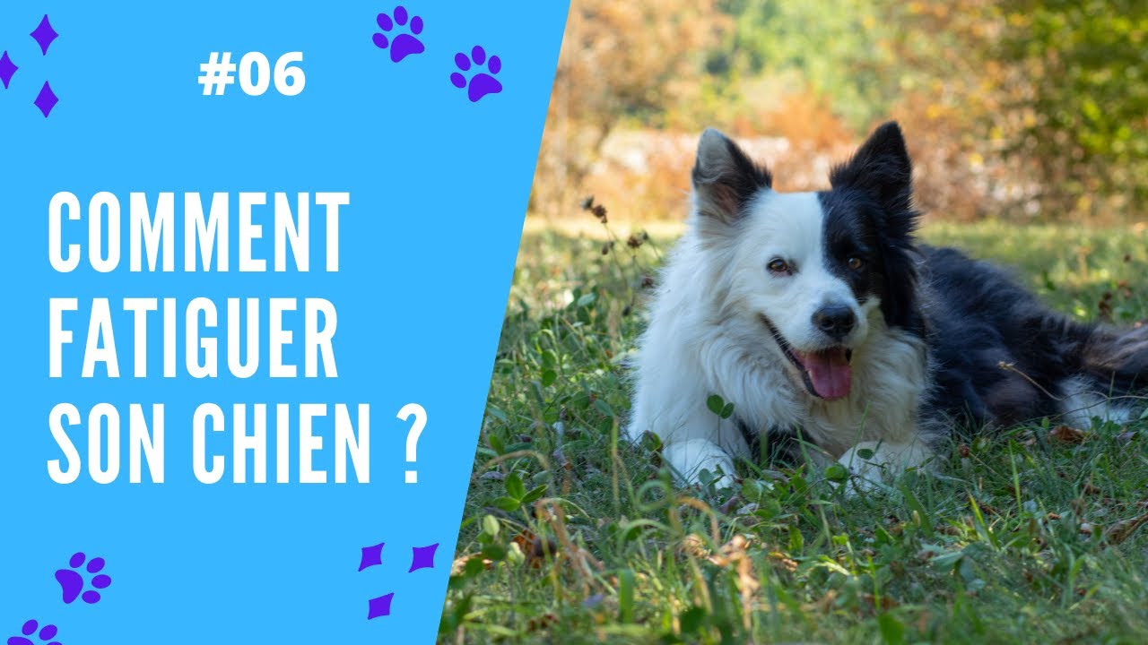 COMMENT FATIGUER SON CHIEN ?