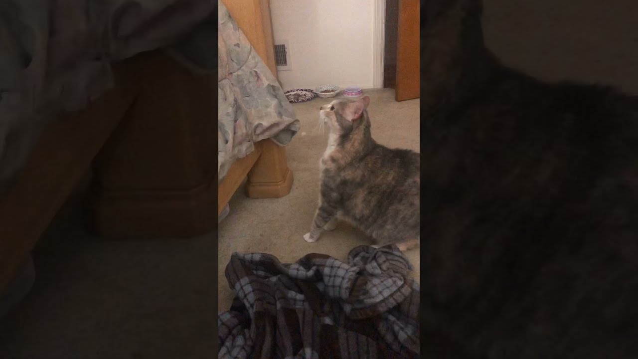 Fat Cat Fails First Jump, Makes the Second One