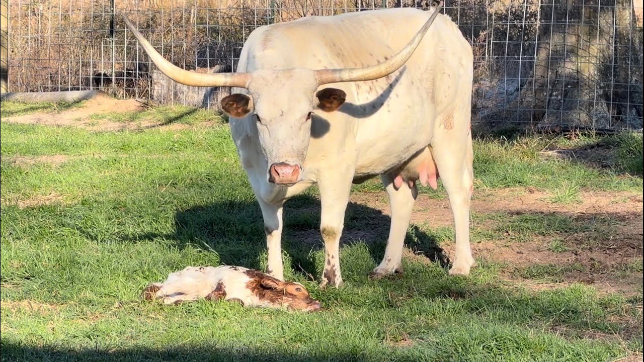 New Life at JL Ranch! 