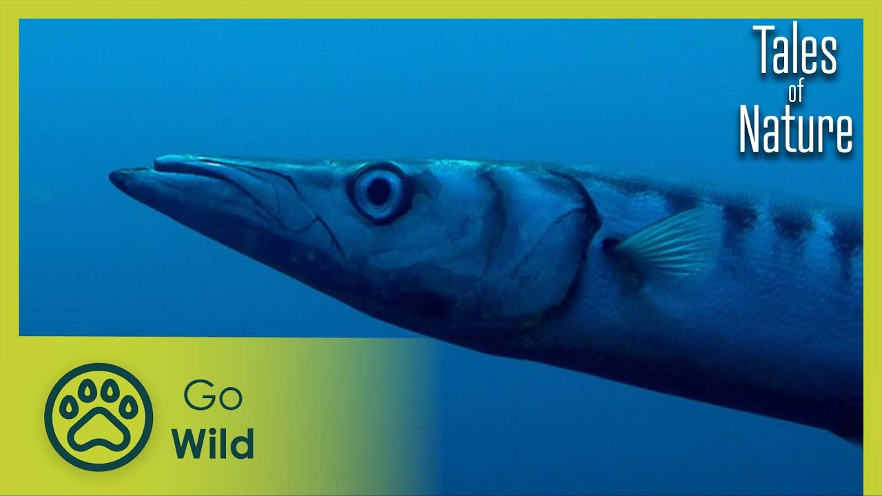 Treasures of the Deep (Corse) | Tales of Nature 10/10 | Go Wild