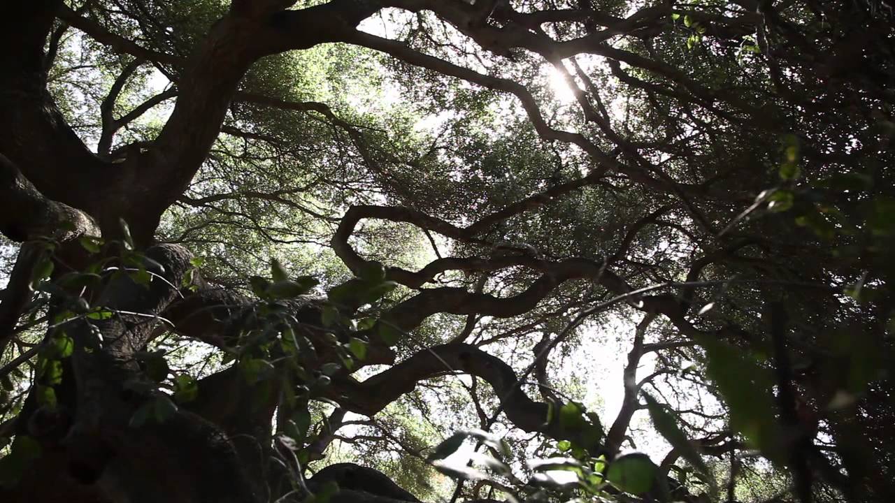 Rancho La Puerta Tour