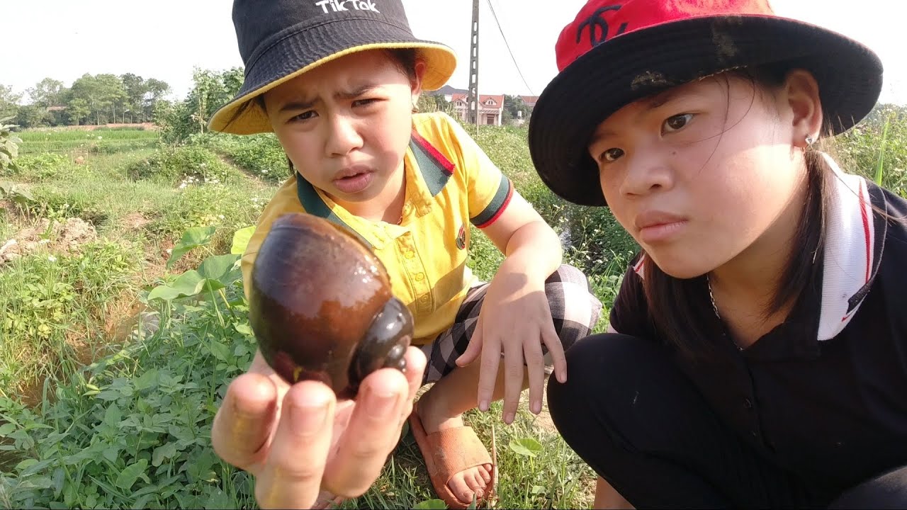 Catching Crab in Land | Mò Cua bắt Ốc ngoài đồng | Funny video 💗 Lộc TiVi