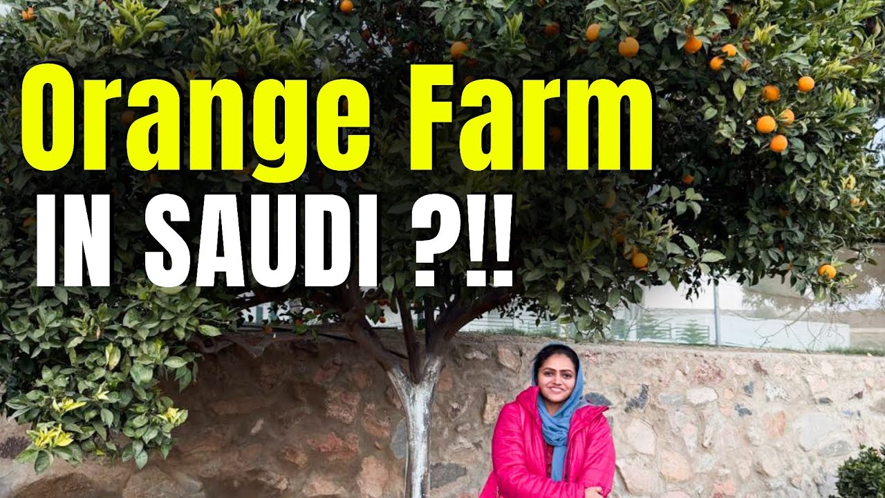 Orange Farm in Abha, Saudi Arabia | അബഹയിലെ മനോഹരമായ ഓറഞ്ച് തോട്ടം 🍊🥰