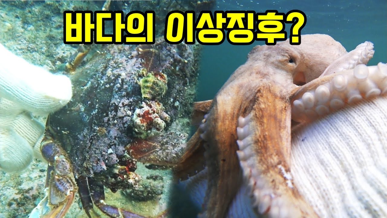 포항의 7월바다에 무슨일이? 수중다큐