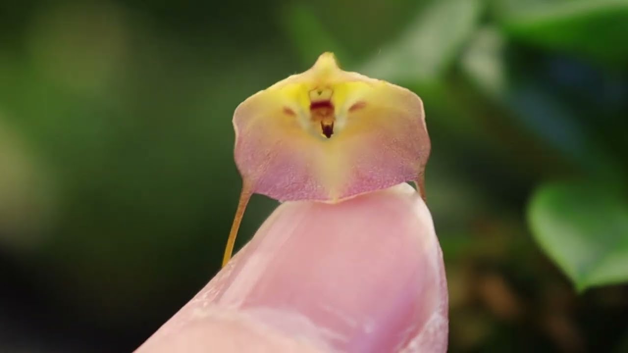 Three small Masdevallia species I recommend growing! February 17, 2025