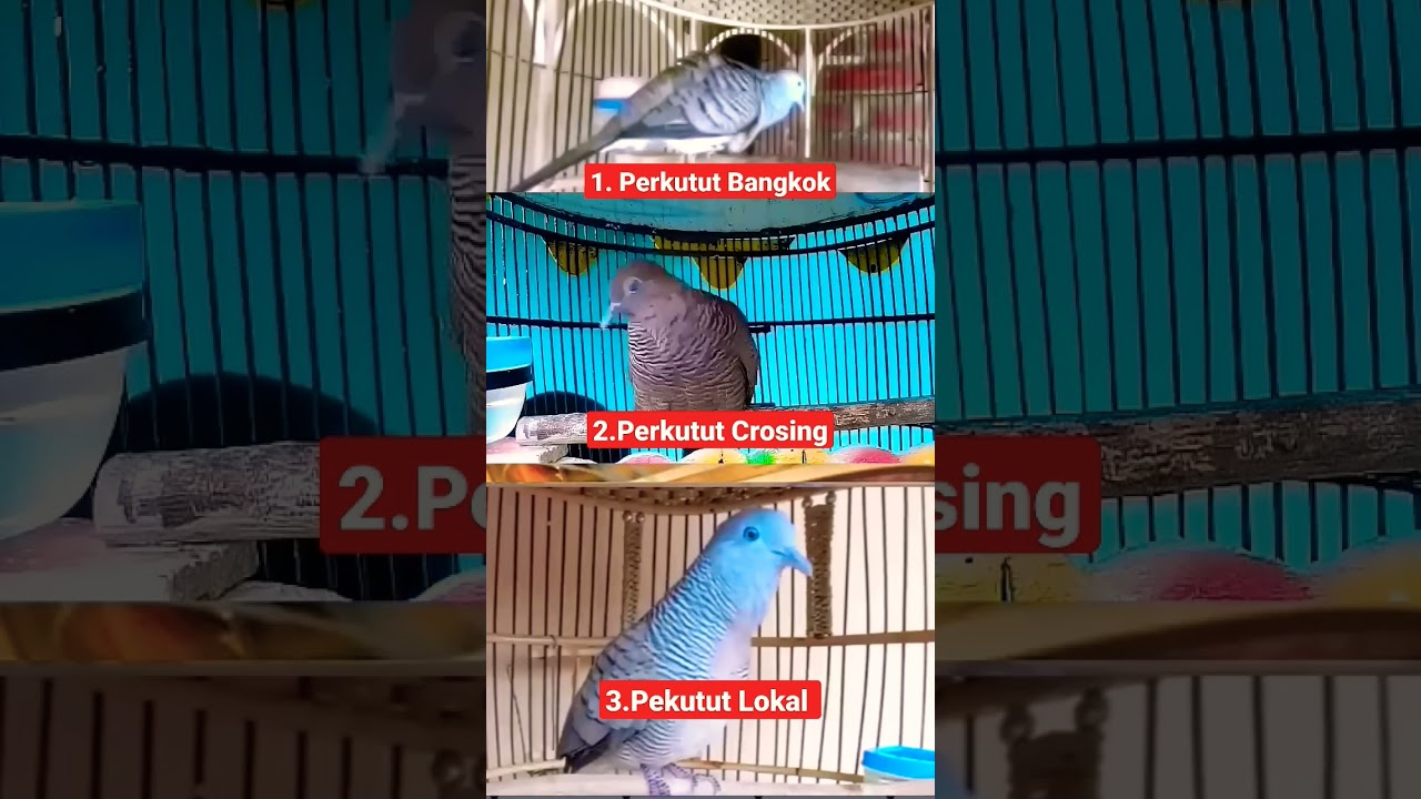 3 perbedaan burung perkutut lokal Bangkok dan croseng