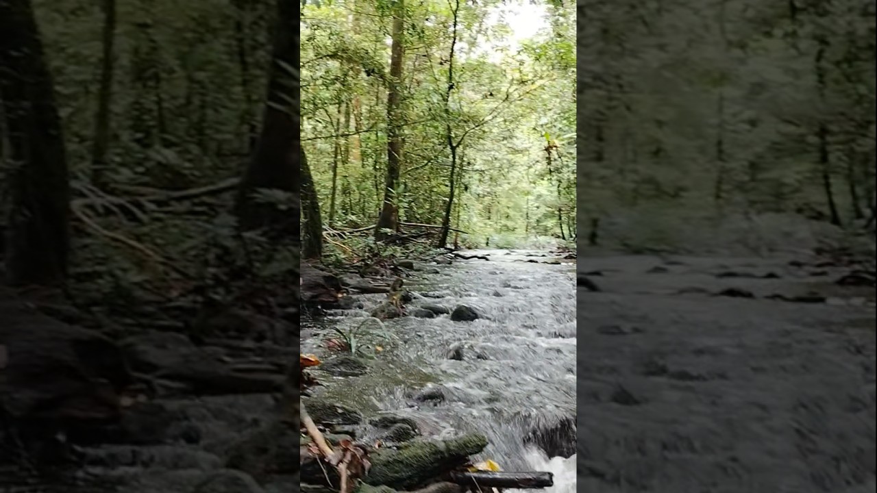 Salah satu sudut Hutan Papua yang belum Terjamah Manusia  