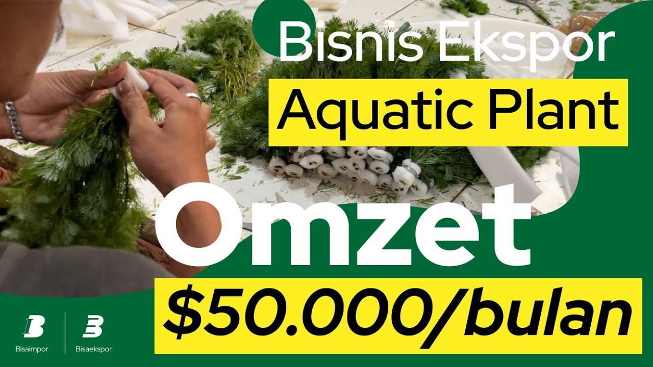 Tips Bisnis Aquatic Plant: Menjadi Supplier Terpercaya di 12 Negara! #experttalk #bisaekspor