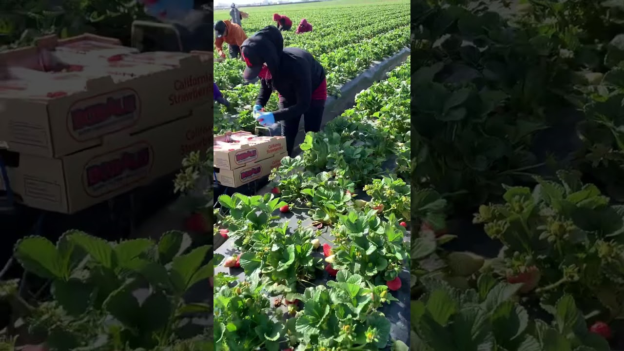Pisca de fresas por contrato