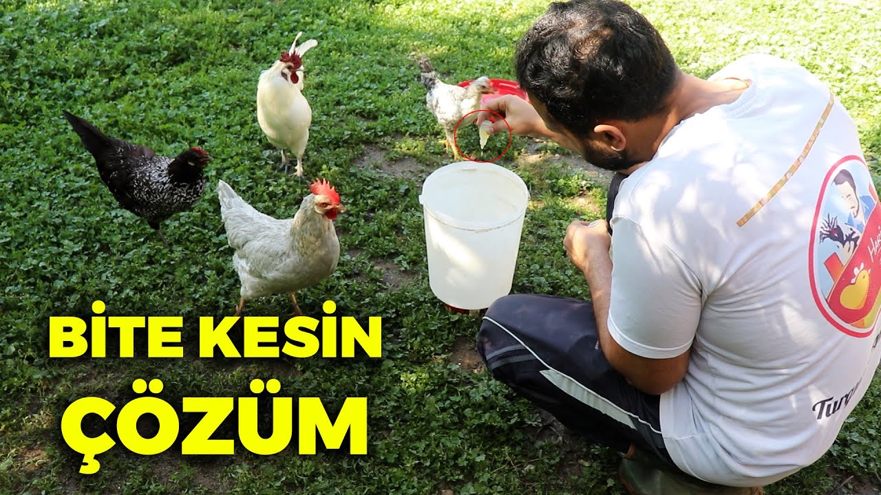 Çok Kolay Tavuk Bitine Kesin Çözüm Tamamen Kurtulun - Çiftlik İşleri - Tavşan Yavrularım - Tavuklar