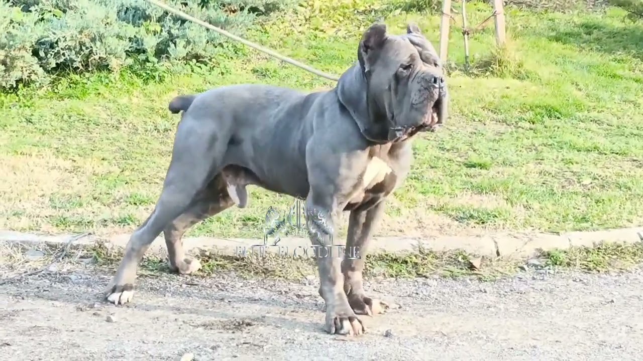 Logan ( Blue/ Gray Cane Corso Stud )