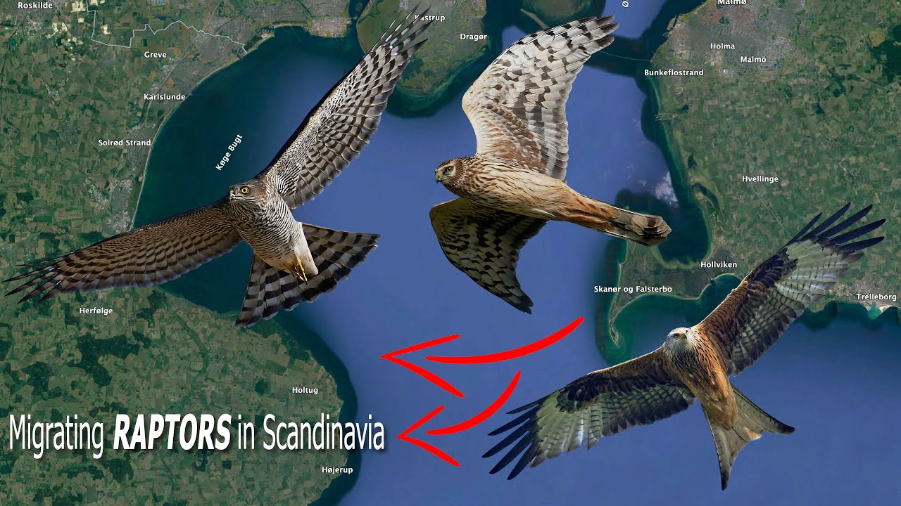 Migrating RAPTORS in Scandinavia