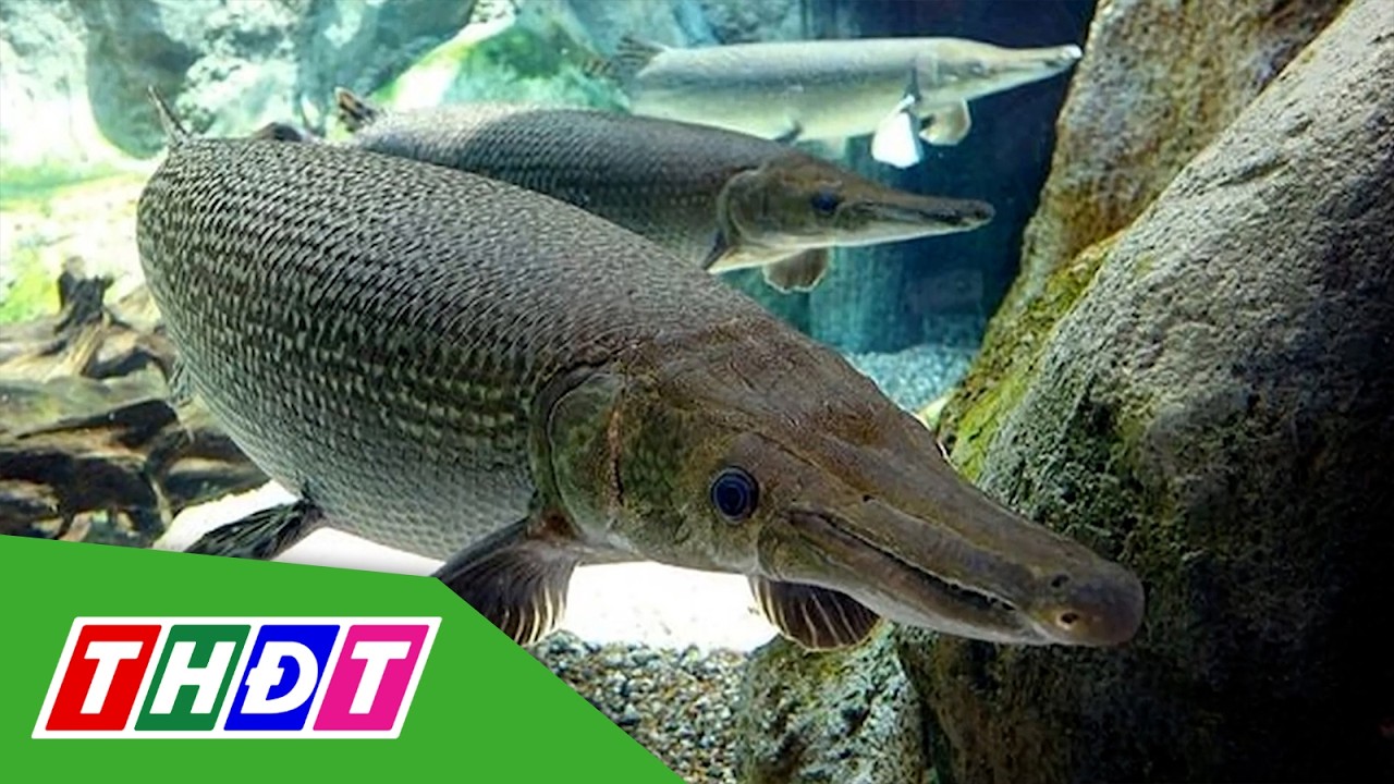 Thanh Hóa: 11 người nhập viện nghi ngộ độc do ăn cá sấu hoả tiễn | THDT