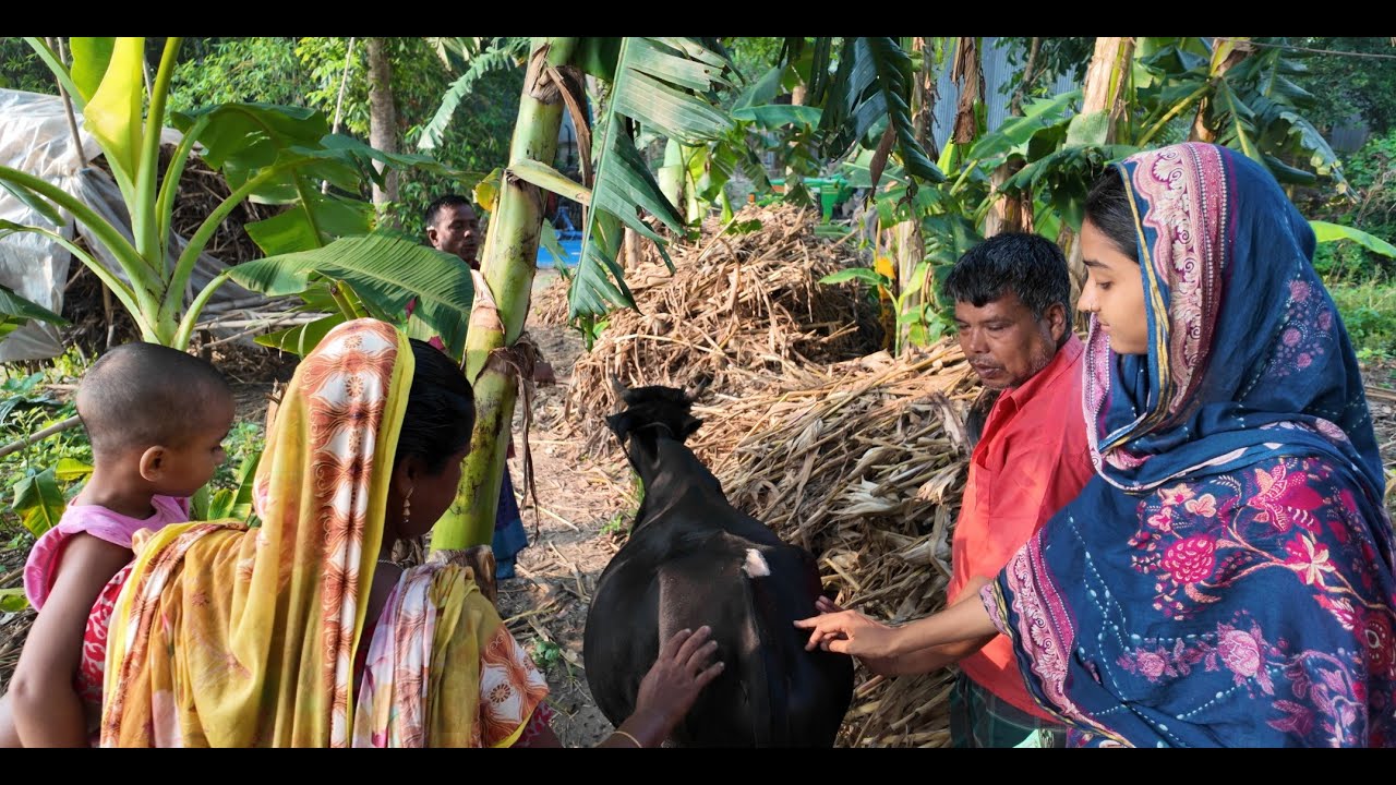 তারার গরু কত টাকায় বিক্রি করলাম | Doyel Agro