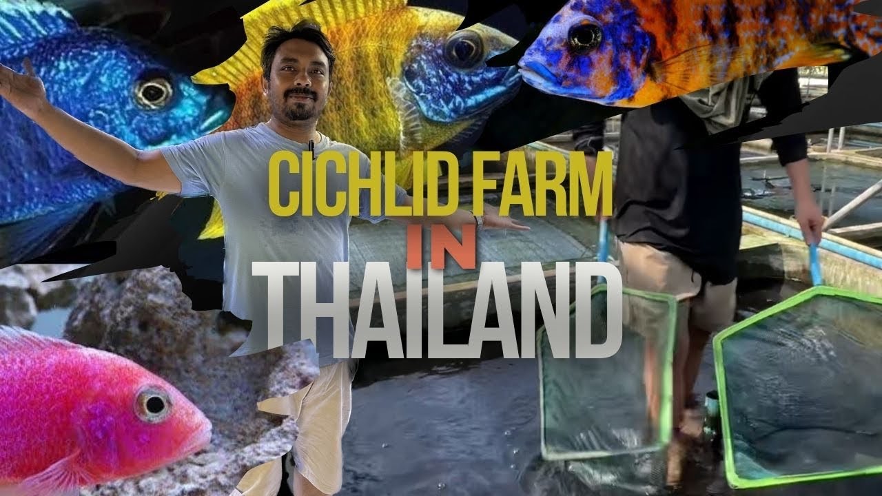 Cichlid Fish Breeding in Thailand. Thailands Largest Cichlid Farm 2024