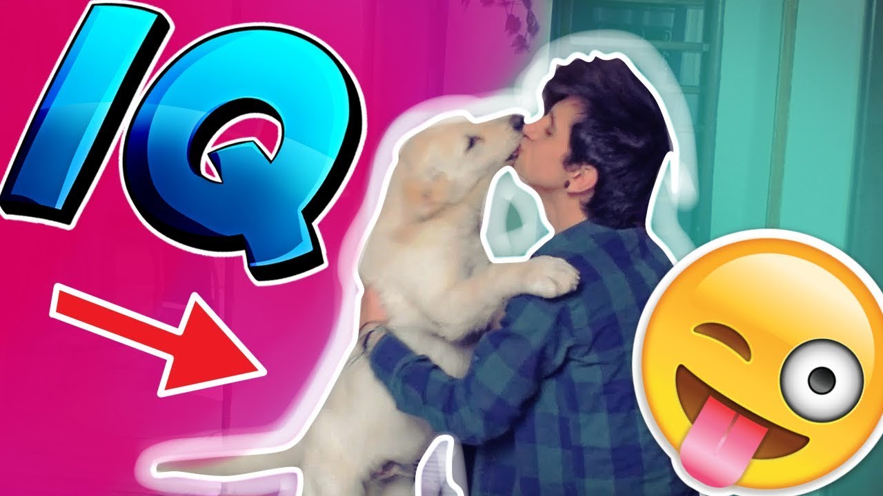 DĚLÁM SHIROVI IQ TEST 😍 ! [Pozor MOC Roztomilé !]