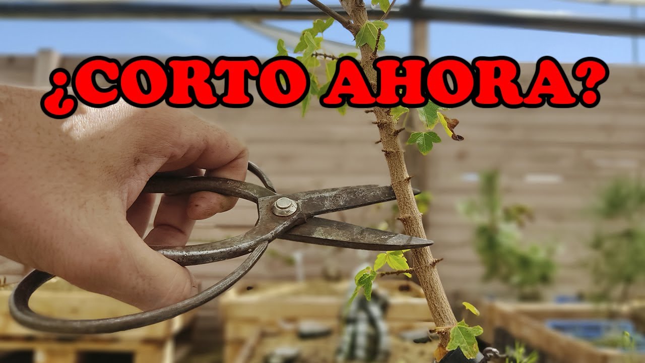 Porqué corto ahora las ramas de sacrificio (Finales de Agosto)