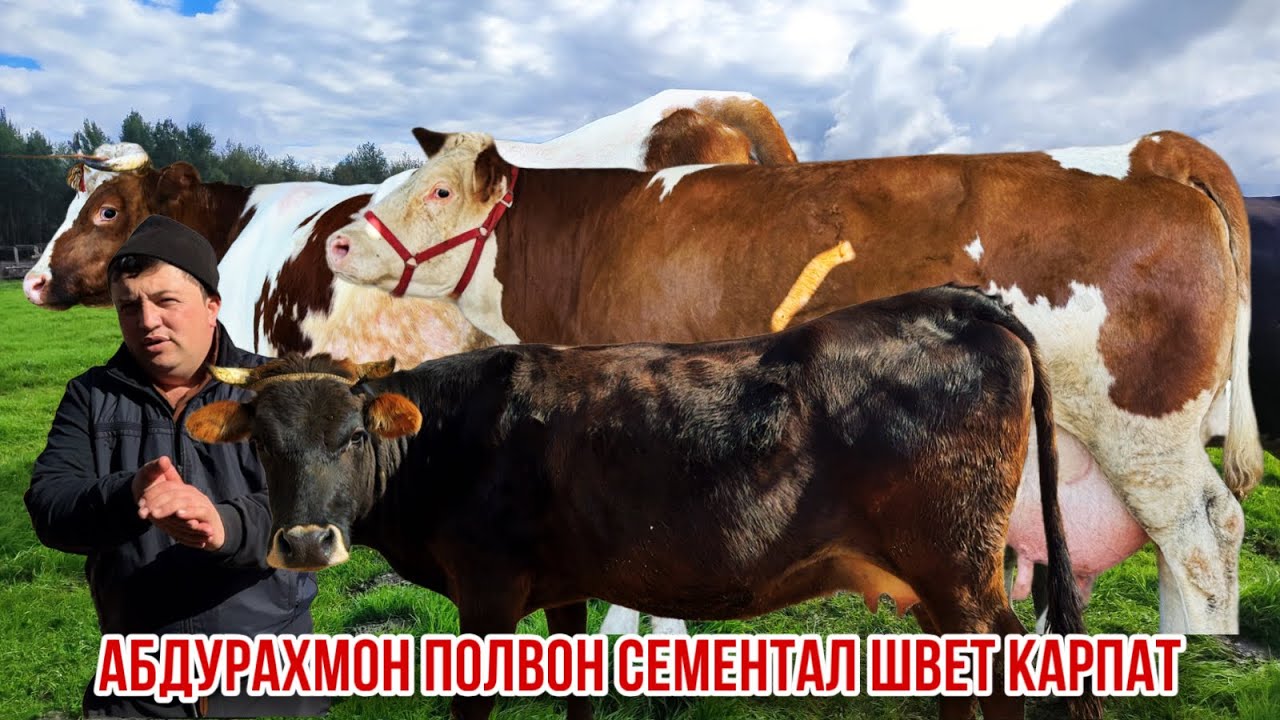 Шветцкие кал Карпат Сементал Абдурахмон полвон 4 февраля 2026 г.