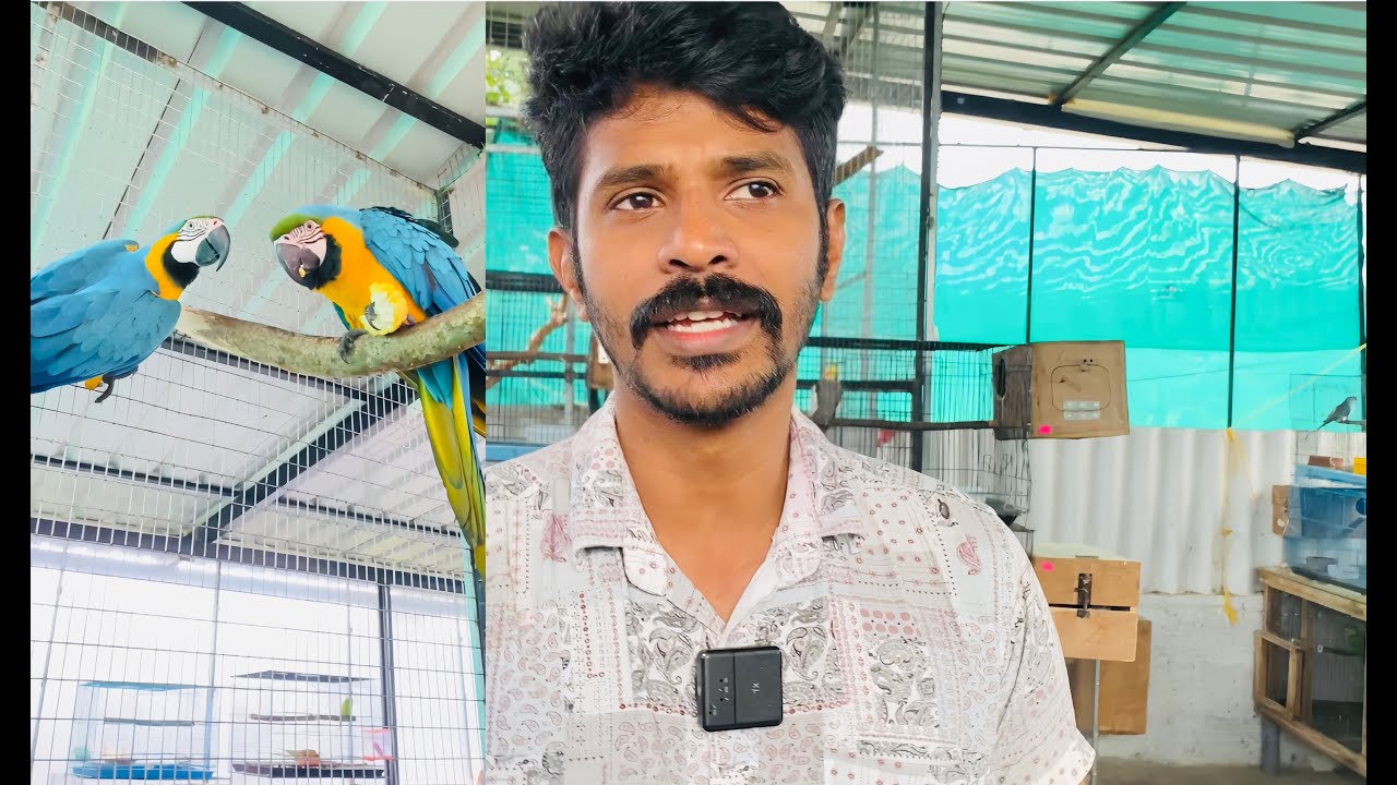 Macawക്ക് എന്ത് സംഭവിച്ചു 🥰 . New macaw pair❤️🥰#youtube #youtuber #youtubeshort