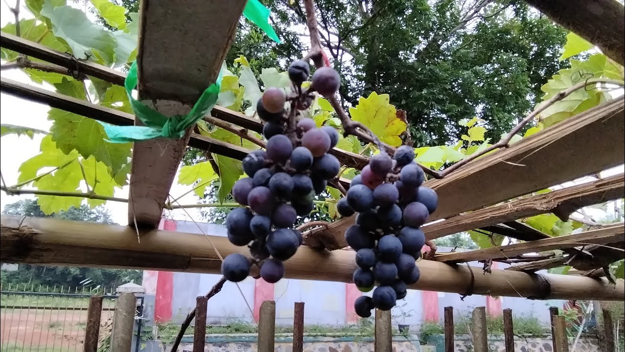 Panen anggur red master, ternyata rasanya???