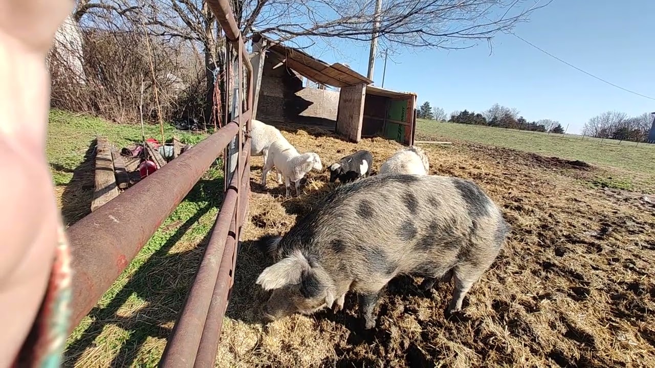 Sunday morning snack.