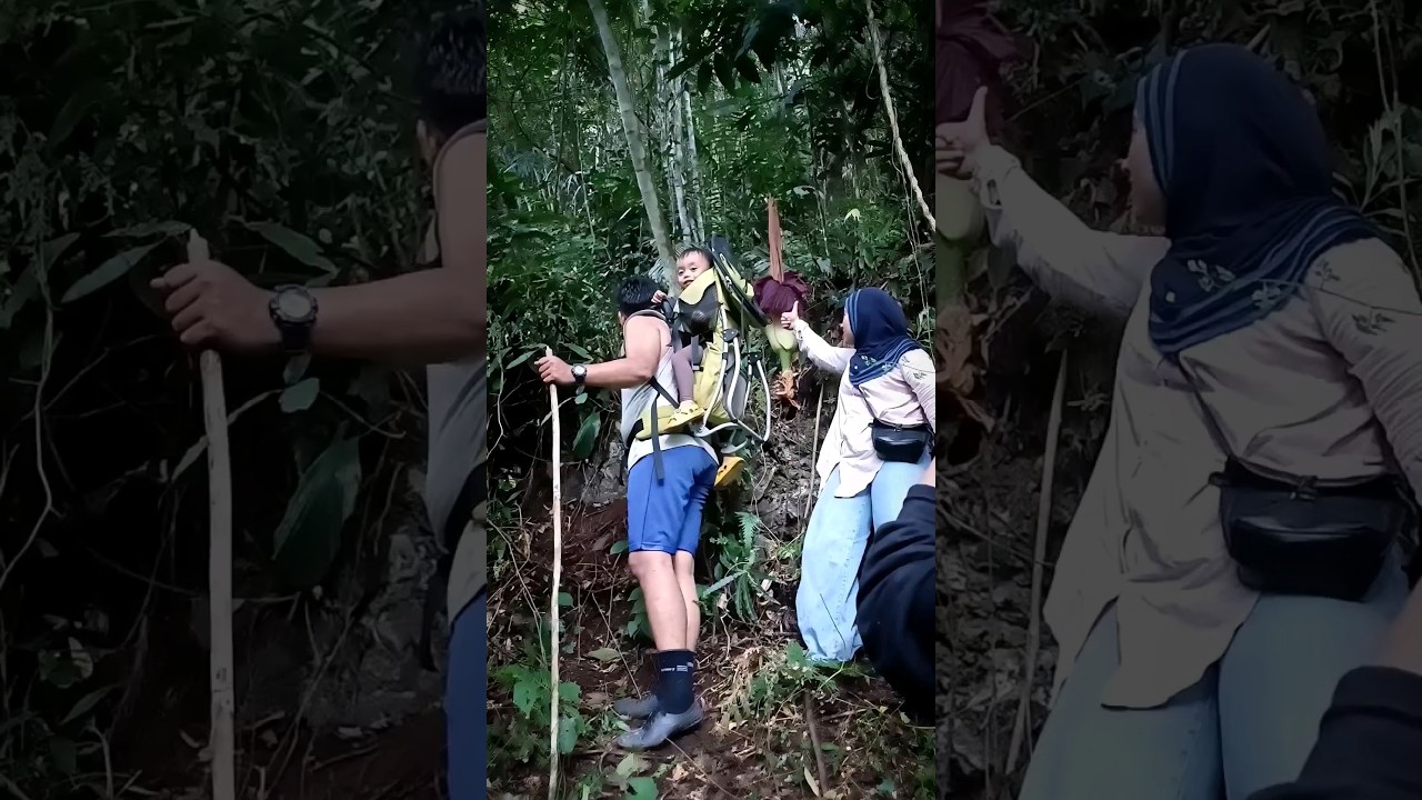 Visit #bunga bangkai #bungabangkai @wananusa  #explore #adventure #tour