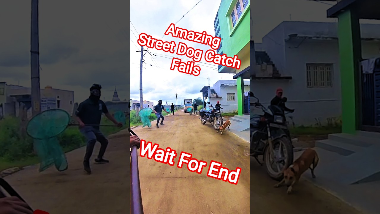 Gojo Satoru Dog Catch Fail #fail #dogwithpublicsafety #dog #ytshorts #shorts