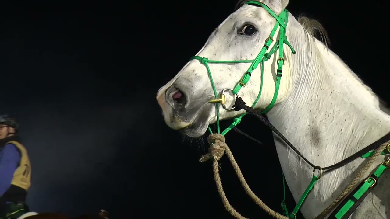 Midnight Start - Tom Quilty Gold Cup