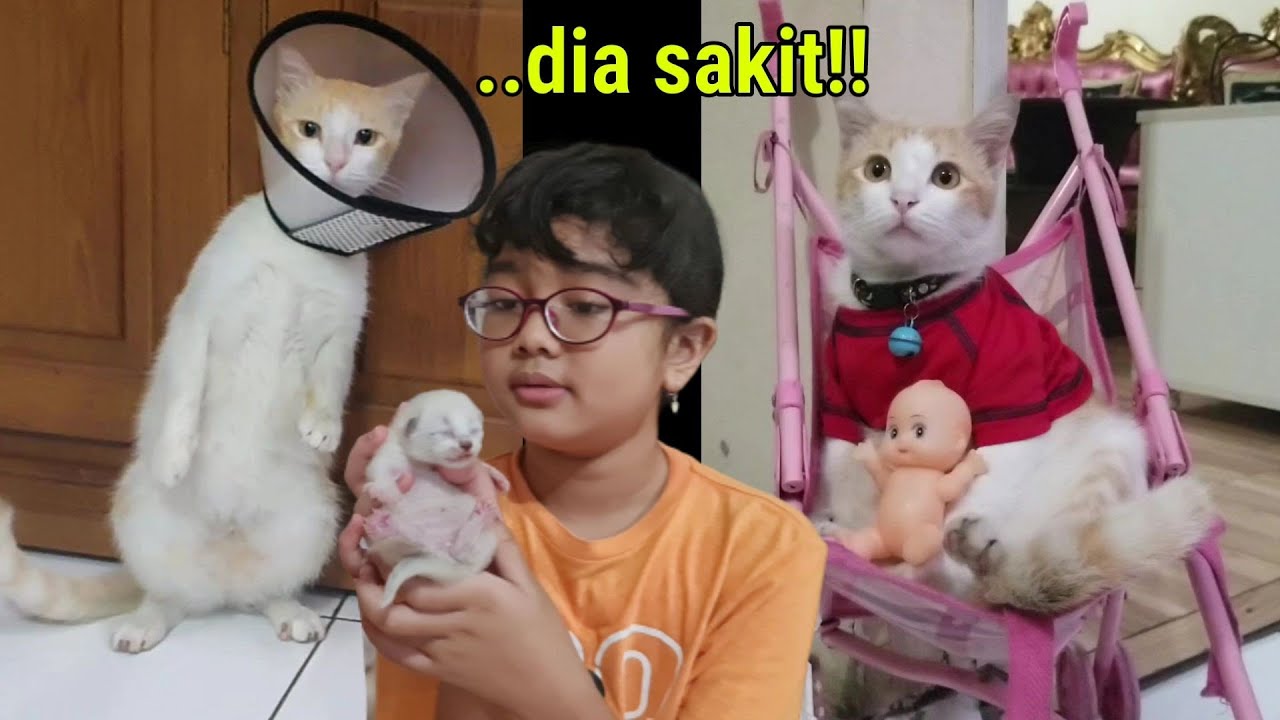 Dia Sakit! - Alkisah Kucing Marco Jadi Kucing Kesayangan Hanum ❤️ Kucing Lucu Imut