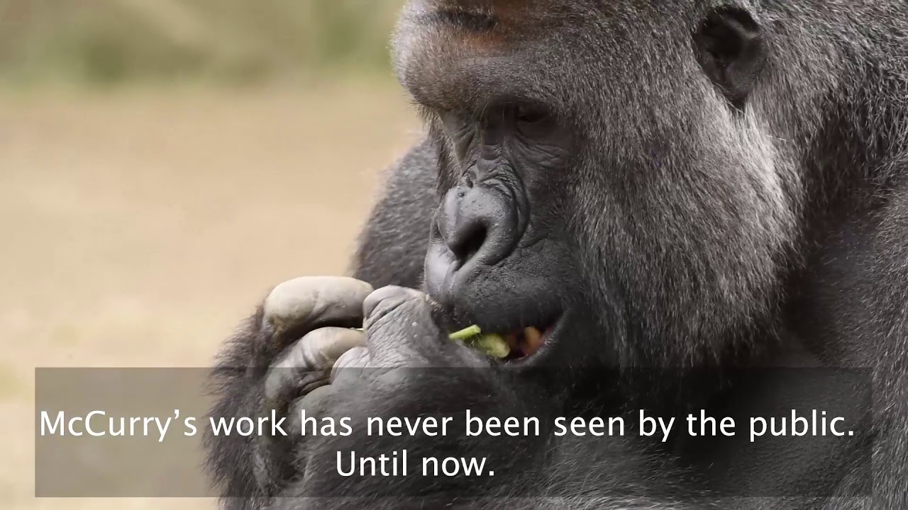 Never-before-seen Harambe footage